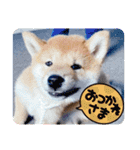 うちの柴犬ゴンのつぶやき（個別スタンプ：20）