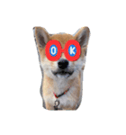 うちの柴犬ゴンのつぶやき（個別スタンプ：21）