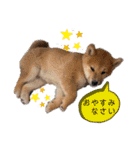うちの柴犬ゴンのつぶやき（個別スタンプ：22）