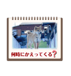 うちの柴犬ゴンのつぶやき（個別スタンプ：23）