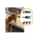 うちの柴犬ゴンのつぶやき（個別スタンプ：24）