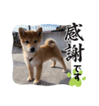 うちの柴犬ゴンのつぶやき（個別スタンプ：25）