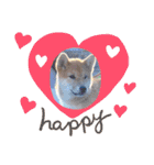 うちの柴犬ゴンのつぶやき（個別スタンプ：26）