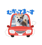うちの柴犬ゴンのつぶやき（個別スタンプ：28）