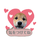 うちの柴犬ゴンのつぶやき（個別スタンプ：29）