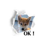 うちの柴犬ゴンのつぶやき（個別スタンプ：32）