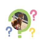 うちの柴犬ゴンのつぶやき（個別スタンプ：33）