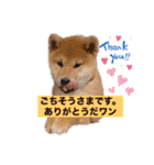 うちの柴犬ゴンのつぶやき（個別スタンプ：34）