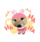 うちの柴犬ゴンのつぶやき（個別スタンプ：35）