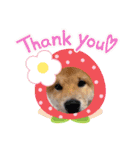 うちの柴犬ゴンのつぶやき（個別スタンプ：37）