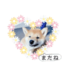 うちの柴犬ゴンのつぶやき（個別スタンプ：38）