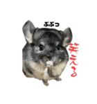 チンチラスタンダードスタンプ（個別スタンプ：1）