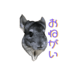 チンチラスタンダードスタンプ（個別スタンプ：16）