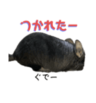 チンチラスタンダードスタンプ（個別スタンプ：20）