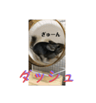 チンチラスタンダードスタンプ（個別スタンプ：22）