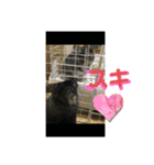 チンチラスタンダードスタンプ（個別スタンプ：23）