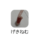 コーンスネークのシャケスタンプ（個別スタンプ：7）