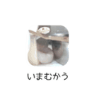 コーンスネークのシャケスタンプ（個別スタンプ：8）