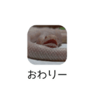 コーンスネークのシャケスタンプ（個別スタンプ：16）