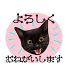 【白ねこ＆黒ねこ】動く！ペットたち（個別スタンプ：4）