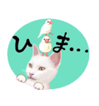 【白ねこ＆黒ねこ】動く！ペットたち（個別スタンプ：23）