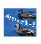 カモたちと時々アオサギ爺さん（個別スタンプ：11）