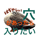 カモたちと時々アオサギ爺さん（個別スタンプ：12）