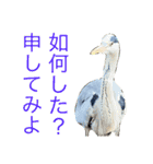 カモたちと時々アオサギ爺さん（個別スタンプ：15）