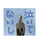 カモたちと時々アオサギ爺さん（個別スタンプ：16）