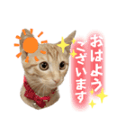 まつおかこむぎ︎︎ です（個別スタンプ：1）