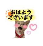 まつおかこむぎ︎︎ です（個別スタンプ：2）