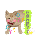 まつおかこむぎ︎︎ です（個別スタンプ：4）