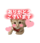まつおかこむぎ︎︎ です（個別スタンプ：5）