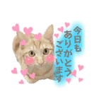 まつおかこむぎ︎︎ です（個別スタンプ：6）