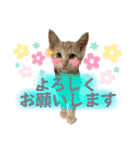 まつおかこむぎ︎︎ です（個別スタンプ：7）