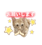 まつおかこむぎ︎︎ です（個別スタンプ：8）