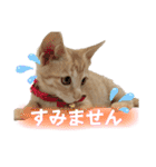 まつおかこむぎ︎︎ です（個別スタンプ：11）