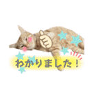 まつおかこむぎ︎︎ です（個別スタンプ：13）