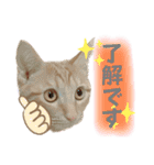 まつおかこむぎ︎︎ です（個別スタンプ：14）