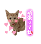 まつおかこむぎ︎︎ です（個別スタンプ：24）