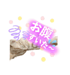 まつおかこむぎ︎︎ です（個別スタンプ：27）