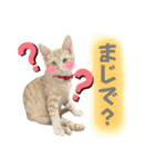 まつおかこむぎ︎︎ です（個別スタンプ：29）