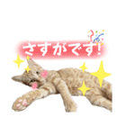 まつおかこむぎ︎︎ です（個別スタンプ：31）
