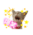 まつおかこむぎ︎︎ です（個別スタンプ：36）