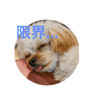 ちくちゃん専用すたんぷ（個別スタンプ：10）