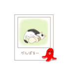 ねこぽら（個別スタンプ：23）