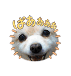 陸くんと空くん一家と友達4（個別スタンプ：12）