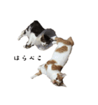 * *みんく＆みかんのスタンプ* *修正版（個別スタンプ：5）