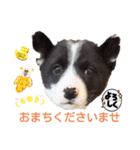 レーベンっ子のおしゃべり4（個別スタンプ：5）
