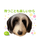 レーベンっ子のおしゃべり4（個別スタンプ：15）